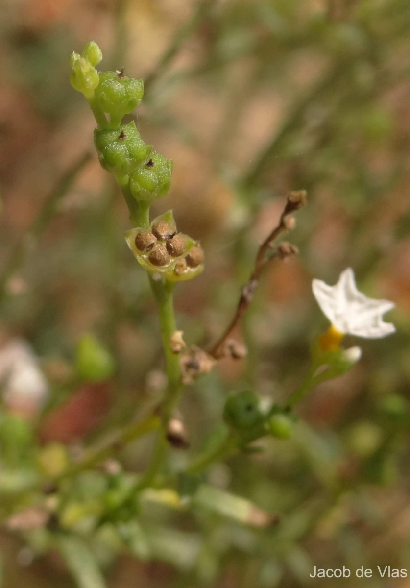 Heliotropium zeylanicum (Burm.f.) Lam.